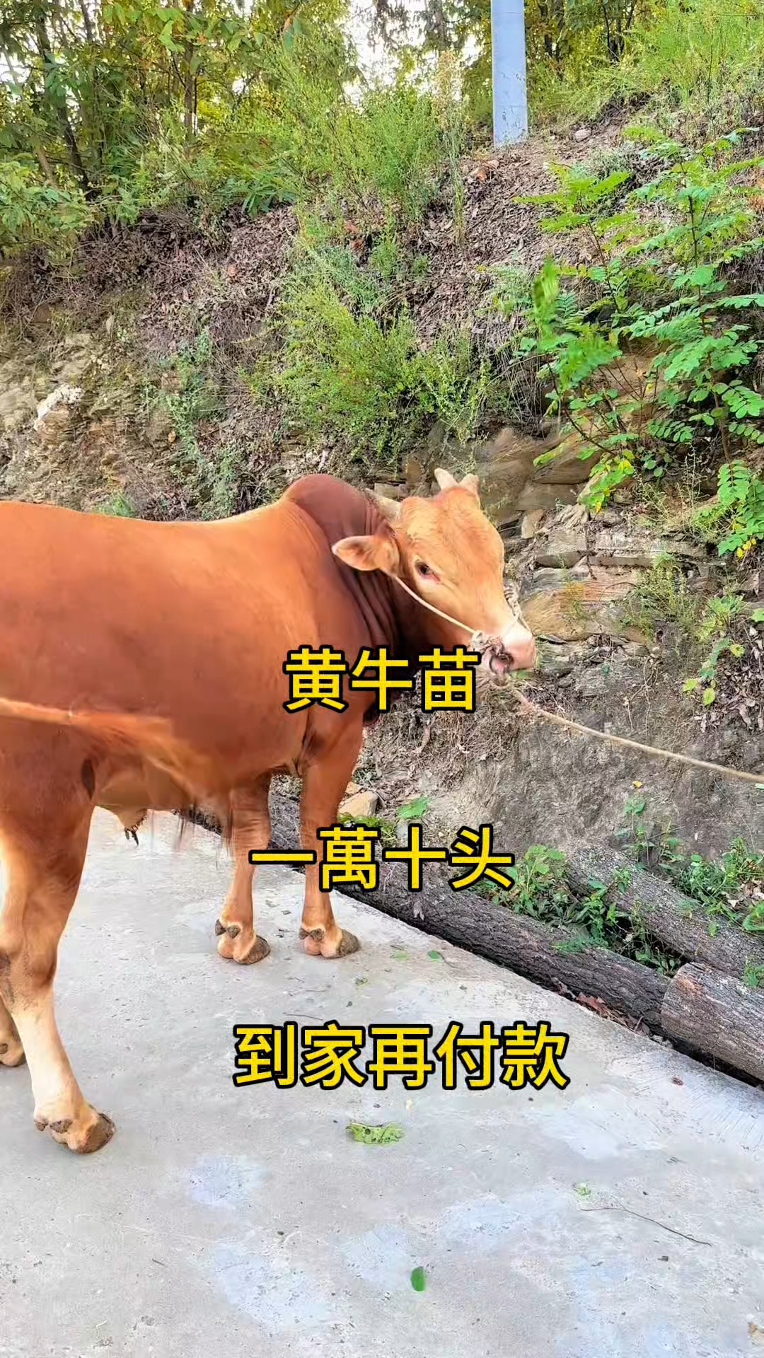 林芝最新黄牛代办方法分析(最方便真实的林芝黄牛代办网约车证方法)